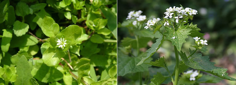 Vogelmuur (Stellaria media) - Look-zonder-look (Alliaria petiolata)